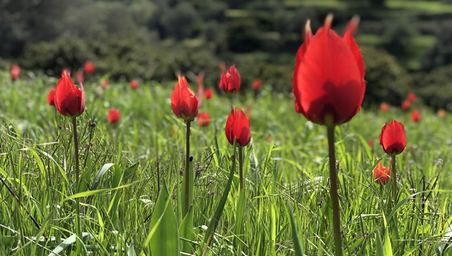 tulipány chios