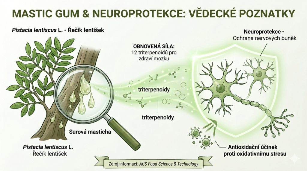 Nová studie: Masticha jako ochrana pro mozek a nervy?