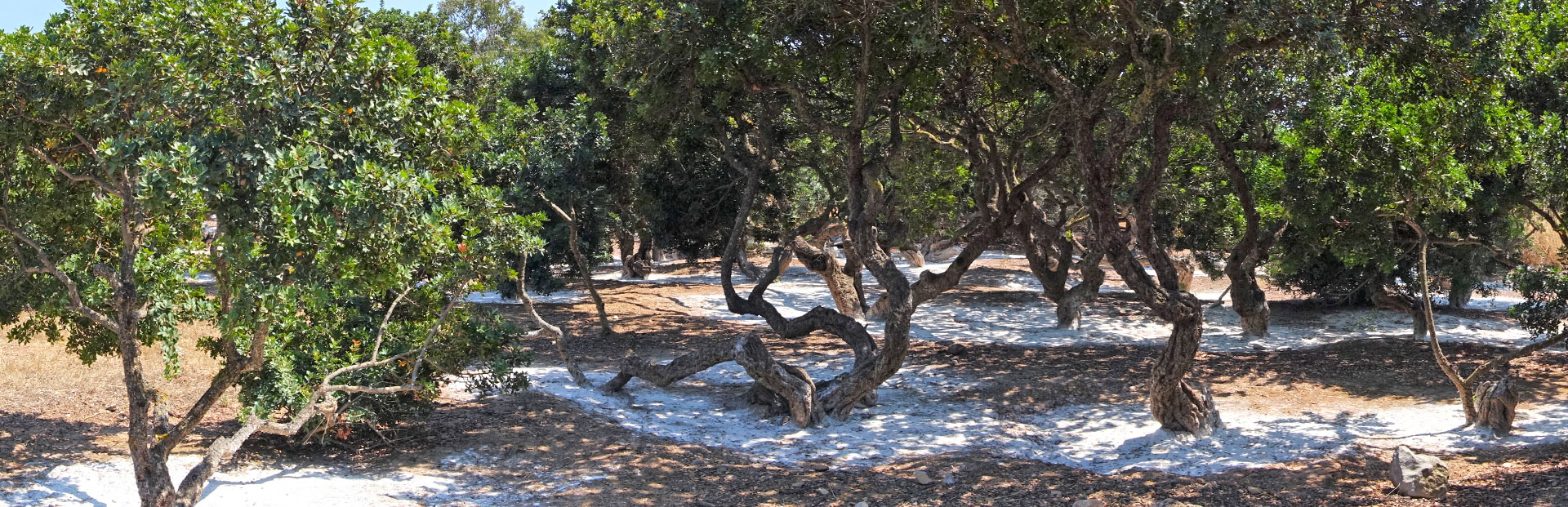 mastichový háj ostrova chios